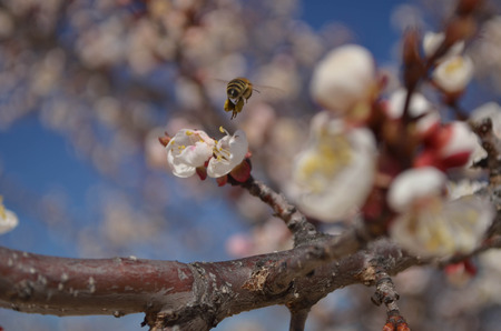 Bee gathers honey from the apricot treeの写真素材