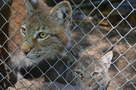 Lynx in the zoo is looking through the cage of aviary
