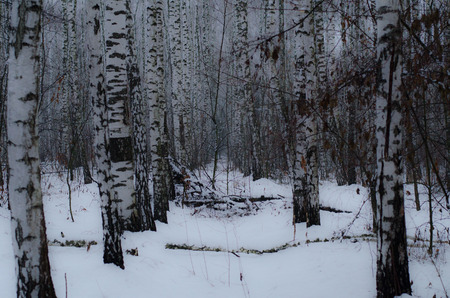 Alley of birches in winter forestの写真素材