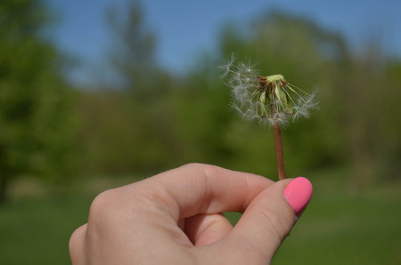 Blowball in handの写真素材