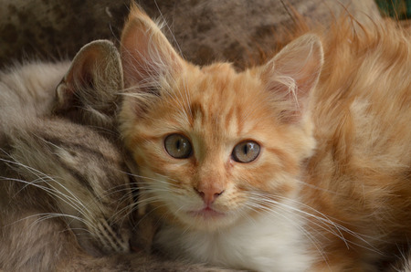 two small furry kittens lying and huggingの写真素材