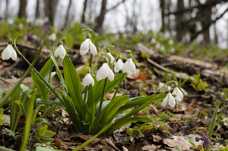Beautiful snowdrop flower blossom in the spring forestの写真素材