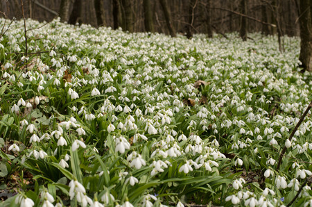 Beautiful snowdrop flower blossom in the spring forestの写真素材