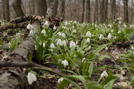 Beautiful snowdrop flower blossom in the spring forestの写真素材