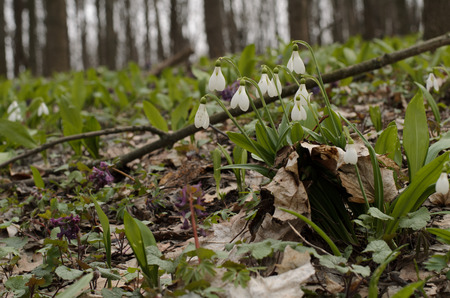 Beautiful snowdrop flower blossom in the spring forestの写真素材