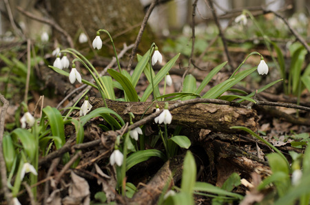 Beautiful snowdrop flower blossom in the spring forestの写真素材
