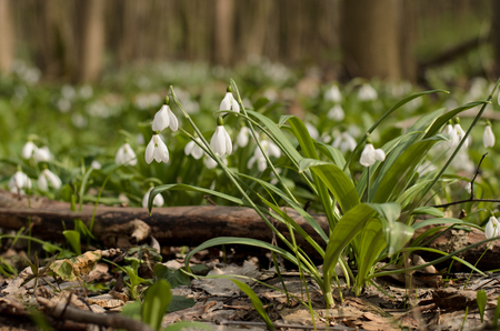 Beautiful snowdrop flower blossom in the spring forestの写真素材