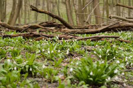Beautiful snowdrop flower blossom in the spring forestの写真素材