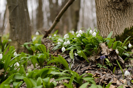 Beautiful snowdrop flower blossom in the spring forestの写真素材
