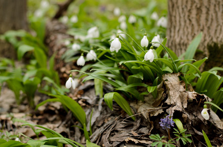 Beautiful snowdrop flower blossom in the spring forestの写真素材