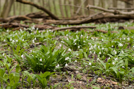 Beautiful snowdrop flower blossom in the spring forestの写真素材