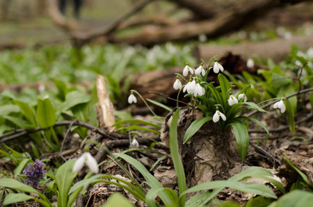 Beautiful snowdrop flower blossom in the spring forest