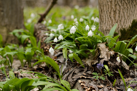 Beautiful snowdrop flower blossom in the spring forestの写真素材