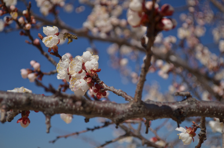 Bee gathers honey from the apricot tree in springの写真素材