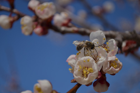Bee gathers honey from the apricot tree in springの写真素材