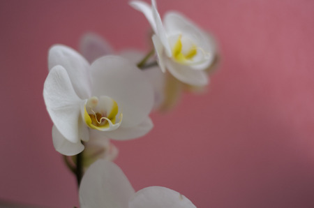White orchid on pink background for postcardの写真素材