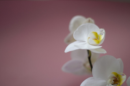 White orchid on pink background for postcardの写真素材
