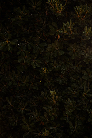 Evergreen background from Phillyrea latifolia. Plant fence, garden fence near the house. Style for naturalness, freshness. known as Jasmine Box, Green Olive Tree or Mock Privet close-up. Copy spaceの写真素材