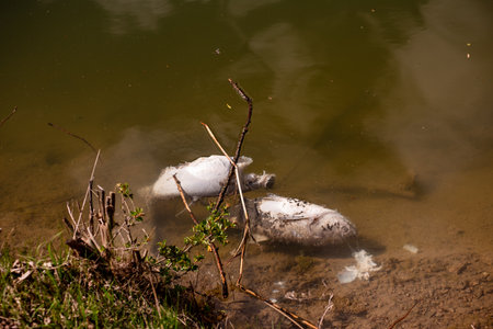 Dead fish swim in the water of the reservoir. Environmental pollution. Earth Day. Purification, care of lakes, rivers. The problem of human ecology. Ecosystem disruption.の写真素材