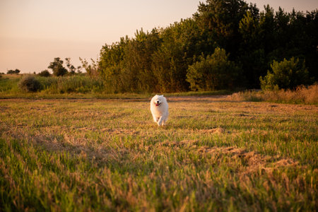 Fluffy white Samoyed runs merrily across mowed field of wheat. The dog smiles happily, sticking out his tongue. Walking, traveling with domestic animals. Best friend of the people. Nature landscapeの写真素材
