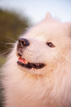 Very large close up portrait of white fluffy Samoyed. The dog smiles with its tongue out. Care, love, traveling with petsの写真素材