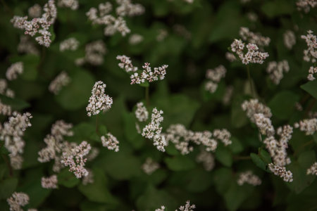 Close up botanical pattern from green field of white flowering buckwheat. Natural landscape background. Agricultural period of blossom plants. Fagopyrum esculentum, Japanese, silverhull buckwheatの写真素材