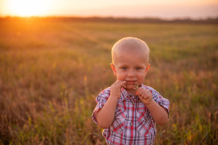 Close up portrait of little boy in plaid shirt. Todder with emotions eats spikelet of wheat in...