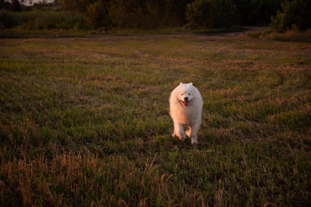 Fluffy white Samoyed runs merrily across mowed field of wheat. The dog smiles happily, sticking out his tongue. Walking, traveling with domestic animals. Best friend of the people. Nature landscapeの写真素材