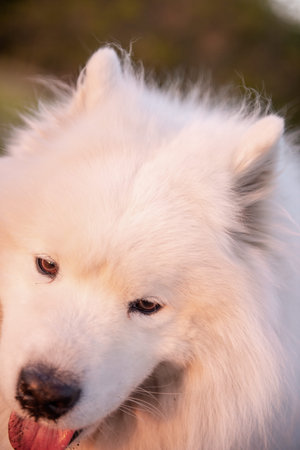 Very large close up portrait of white fluffy Samoyed. The dog smiles with its tongue out. Care, love, traveling with petsの写真素材