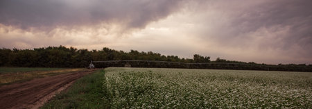 Agricultural irrigation system watering field with flowering buckwheat with clouds in the sky. Automatic Machine watering sprouts, green plants. Pivot spray. Irrigation equipment on farm fieldの写真素材