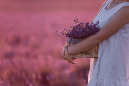 Young woman in white dress stands with handmade basket in hands in purple lavender in field. Close up portrait of millennial girl holding bouquet flowers. Allergy concept. Production natural perfumeryの写真素材