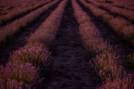 Beautiful purple lavender field at sunset. Bushes grow in even rows, going diagonally beyond the horizon. Aromatic smell. Allergy concept. Natural oils, perfumes. Copy space.の写真素材