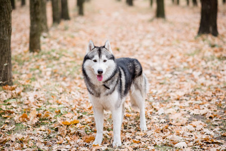 Horizontal portrait of a Husky in the autumn forest. The dog is standing with his tongue hanging...