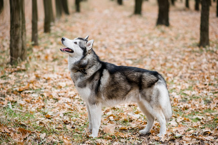 Husky runs in the autumn forest among the trees. The dog stuck out its tongue, outdoor training....