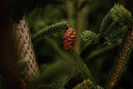 A brown cone with seeds hangs on the trunk of a green spruce. Natural background without people. Space for text. Evergreen coniferous treesの写真素材