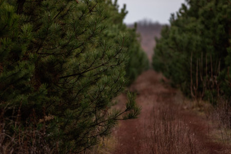 Brown wide rural path among a green coniferous forest of pines and firs. Natural background. The...