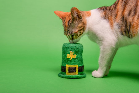 On green isolated background small kitten sniffs St. Patricks hat with golden shamrock clover. Tricolor cat at home. Pet is like friend, companion, family member. Pets in studios. Allergy to animalsの写真素材