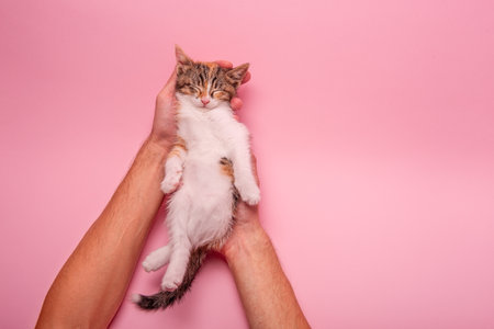 Small tabby kitten sleeping peacefully in human hands, with a soft pink pastel isolated background. Captures warmth, care, and tenderness, ideal for pet and lifestyle themes.の写真素材