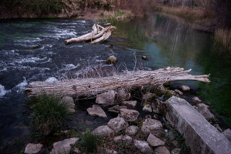 Driftwood logs rest on rocks in a flowing river, surrounded by lush vegetation. The clear water reveals submerged stones and green algae, creating a tranquil natural scene.の写真素材