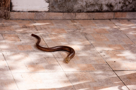 Legless lizard moves across a sunlit tiled floor near a weathered wall, blending into its...