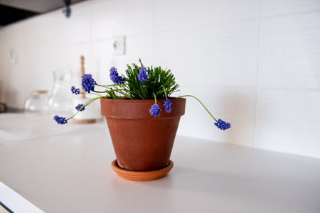 Delicate purple grape hyacinth flowers bringing a vibrant touch of spring to a modern white kitchen, resting in a terracotta pot on the countertop, enhancing the cozy interior decor.の写真素材