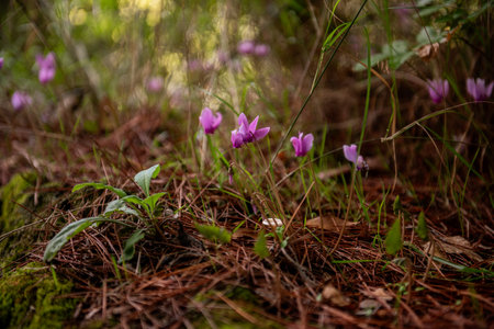 Beautiful purple cyclamen flowers are growing among the pine needles and grass in Krka national park, Croatia, creating a stunning display of natural beautyの写真素材