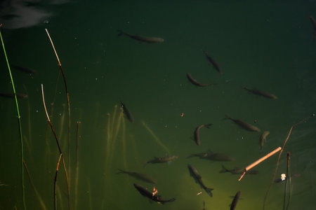 Several fish swimming gracefully in the clear green waters of Krka national park, Croatia, surrounded by lush vegetation and a weathered piece of wood, create a serene underwater sceneの写真素材
