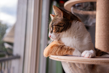 A calm and curious cat lounges on a cat tree, gazing outside through a window. The warm lighting highlights its fur and green eyes, creating a peaceful indoor scene.の写真素材