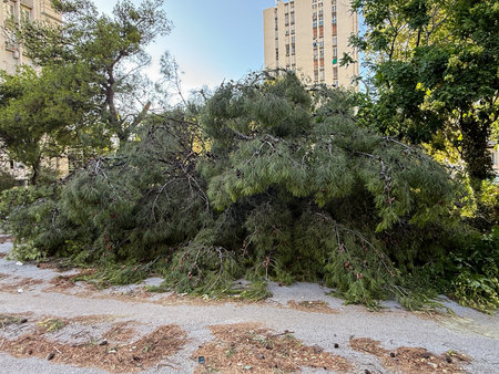 Fallen pine tree blocking the street in a residential area after a hurricane swept through Croatia, Split, causing widespread damage and destruction to trees and propertyの写真素材