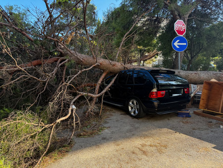 Large pine tree lies on top of a black SUV, causing significant damage in the aftermath of a hurricane in Croatia, Split near a stop sign and a one-way signの写真素材