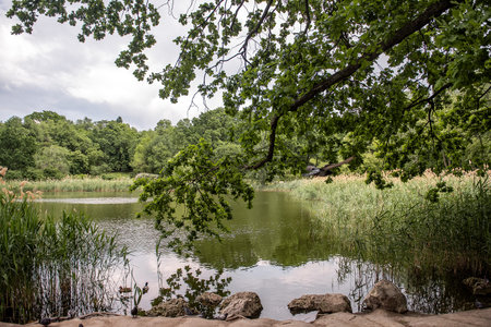Lush green trees and reeds surround a tranquil lake, with overhanging branches creating a mirror...