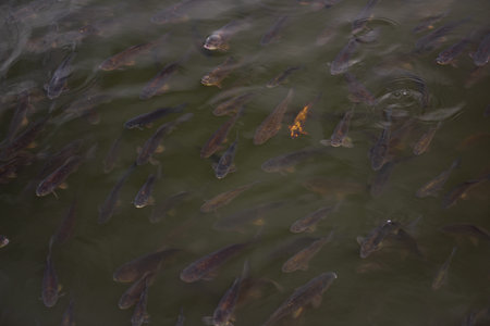 Many gray fish swimming together in dark green water form a large shoal, while a single, bright...