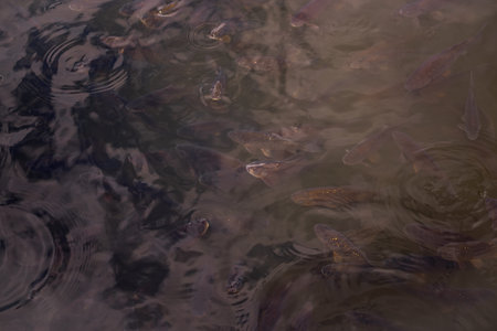 Gray fish swimming gracefully in dark water create mesmerizing concentric circles on the surface,...