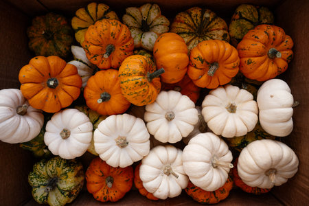 Various colorful miniature pumpkins and gourds creating a vibrant flat lay arrangement, symbolizing...